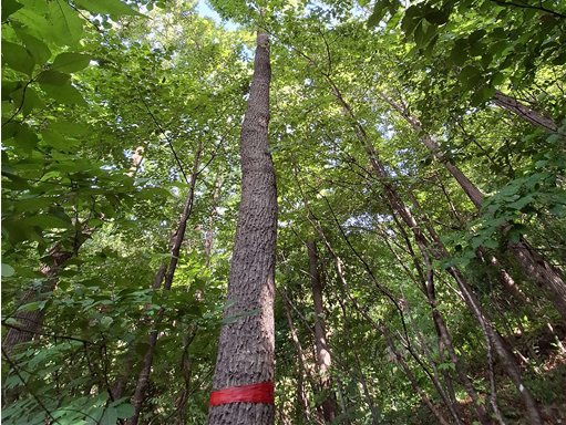 상수리나무 표준지 전경 및 표준목 선정 /사진제공=산림청