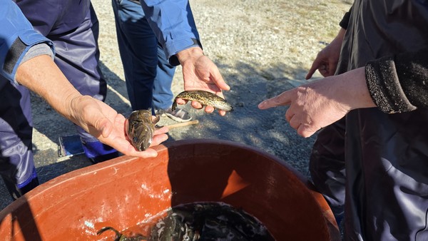 금산군 제원면 천내습지에 서식하는 토종 어종 모니터링 현장 /사진제공=지구촌환경지킴이국민운동본부