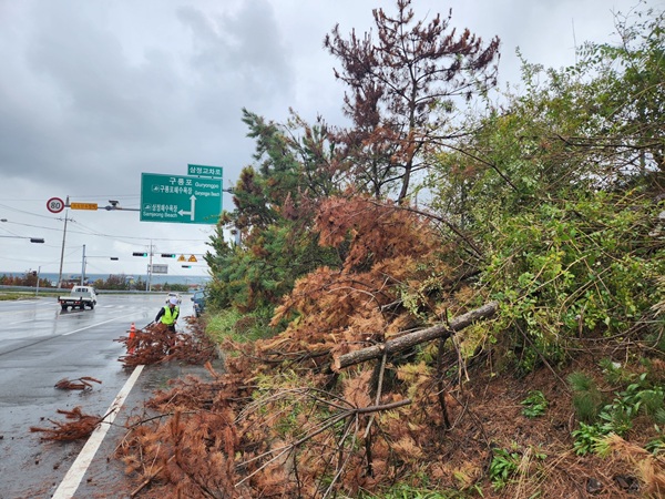 소나무재선충병 위험목 집중 제거 /사진제공=포항시
