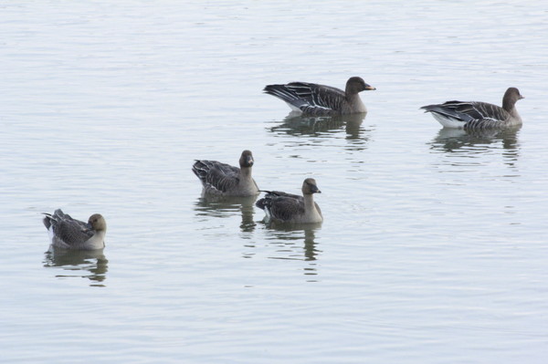 왕송호수에서 관찰된 큰기러기 /사진제공=의왕도시공사