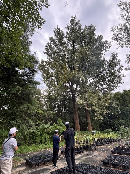 노블포플러 /사진제공=국립산림과학원