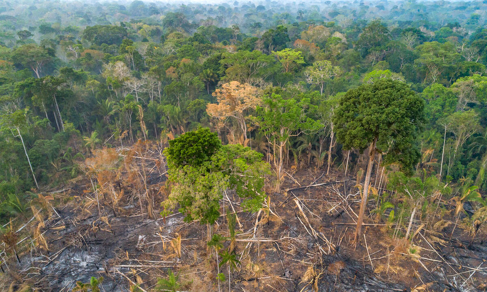 아마존 열대우림의 산림 파괴 현장 /사진제공=WWF