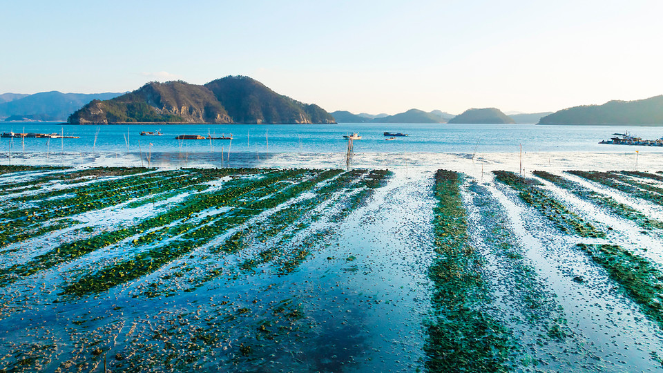 블루카본은 해양생태계에 흡수돼 저장된 탄소로서 최근 기후변화 완화를 위한 중요한 탄소흡수원으로 주목받고 있다. /사진=환경일보DB