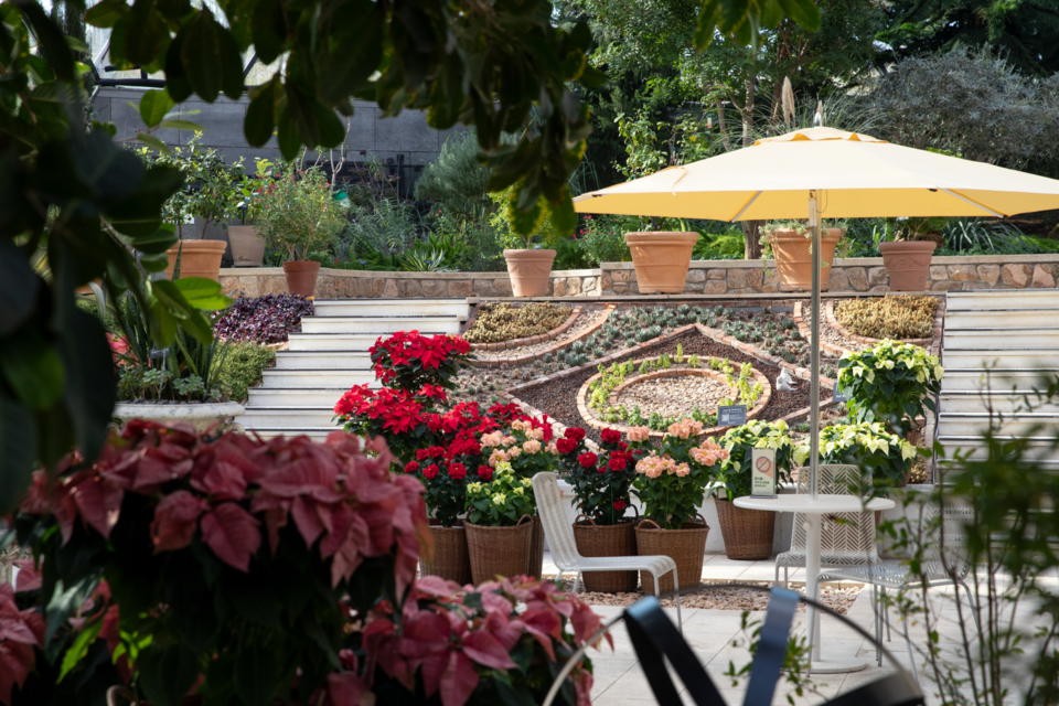 지중해관 포인세티아 전시 ‘겨울의 축복’ /사진제공=서울식물원