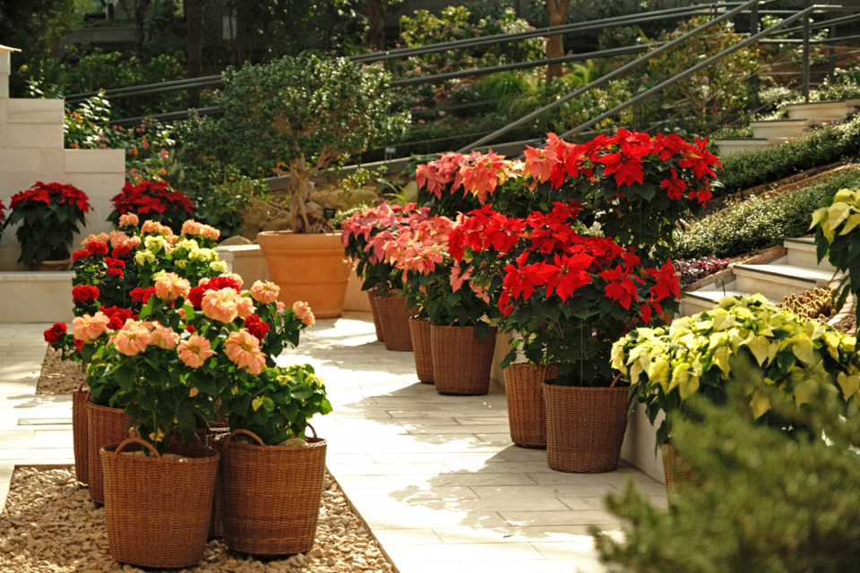 지중해관 포인세티아 전시 ‘겨울의 축복’ /사진제공=서울식물원