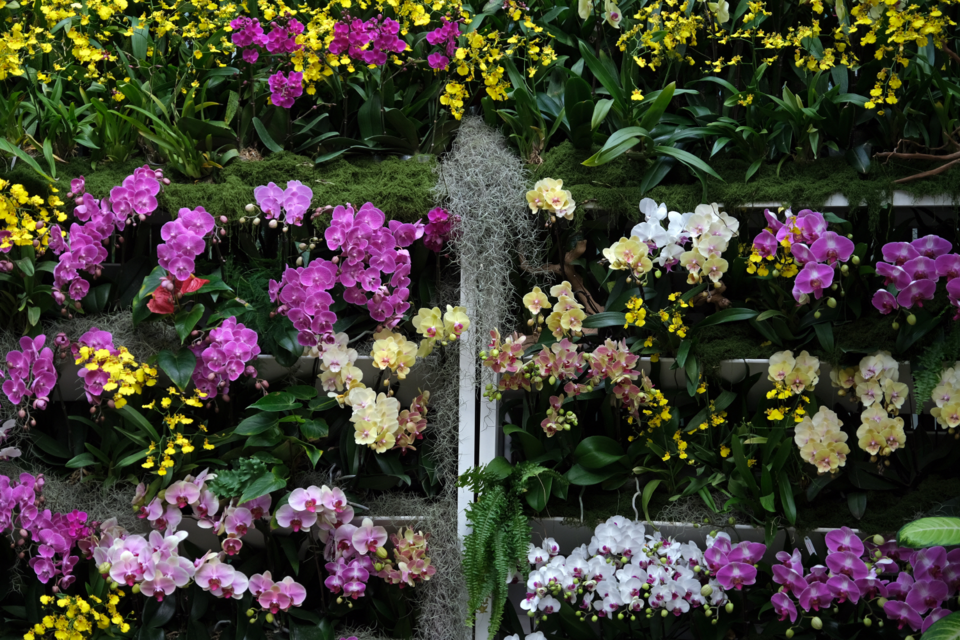 열대관 난초 전시 ‘오늘, 난(蘭)’ /사진제공=서울식물원