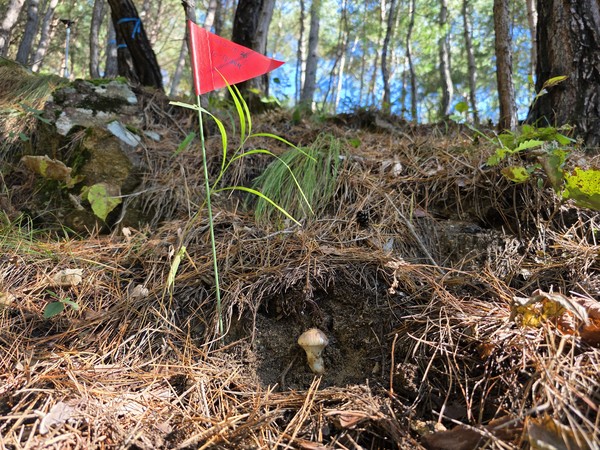 강원도 고성군 산불피해지에서 3년 연송 송이 발생에 성공했다고 국립산림과학원이 밝혔다. /사진제공=국립산림과학원