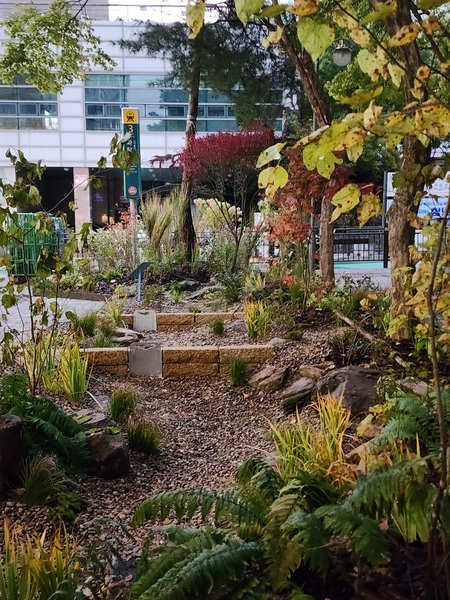 국립수목원이 서울 노원구 화랑대역에 빗물 활용과 자연지형을 접목한 친환경 ‘저관리형 정원’을 조성하며 도심 속 지속 가능한 정원문화 확산에 나선다 밝혔다. /사진제공=국립수목원