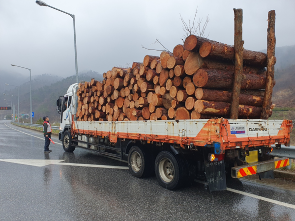 고성군이 소나무재선충병 피해 확산 방지를 위해 가을철 소나무류 이동 특별단속을 추진한다. /사진제공=산림청/사진제공=산림청