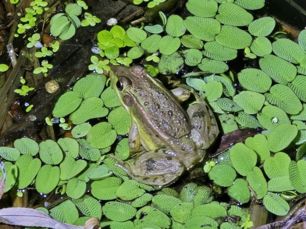 인천녹색연합은 인천 내륙 금개구리 서식지의 절반이 개발로 소멸 위기에 놓였다며, 도시생태현황지도 갱신과 시민과학 데이터 반영, 대체서식지 효과 검증 등이 시급하다고 밝혔다. /사진제공=인천녹색연합