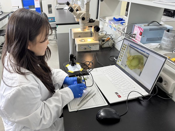 국립수목원이 정향풀의 대량번식을 위한 고효율 삽목 기술을 개발해 보전과 복원의 새 전기를 마련했다 밝혔다. /사진제공=국립수목원