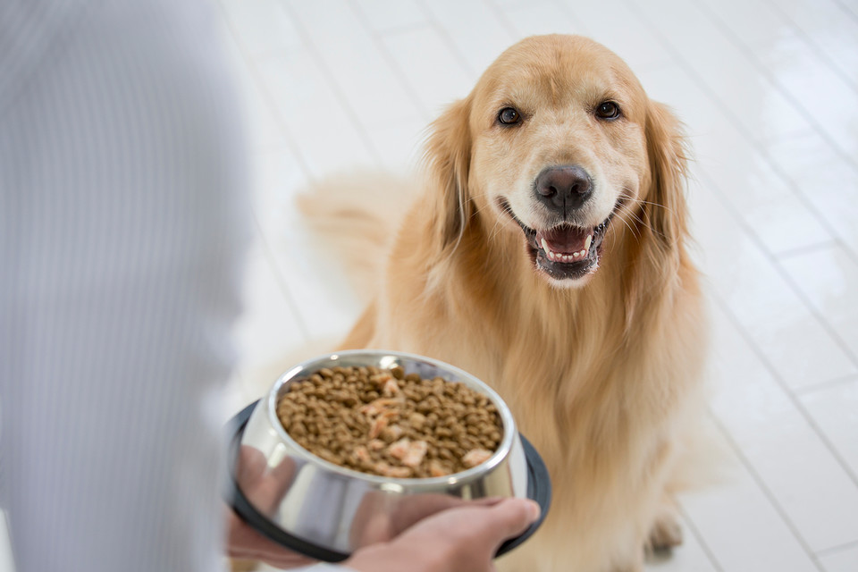 최근 반려동물 양육 인구가 1000만 명을 넘어서는 ‘펫팸(Pet+Family)’ 시대가 열리면서, 반려동물과 함께하는 친환경 생활 방식에 대한 관심 또한 꾸준히 높아지고 있다. /사진=환경일보DB