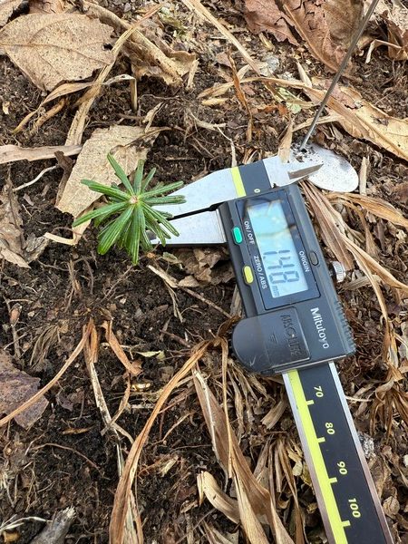 다음 숲을 이어 갈 아기 구상나무 /사진제공=국립산림과학원