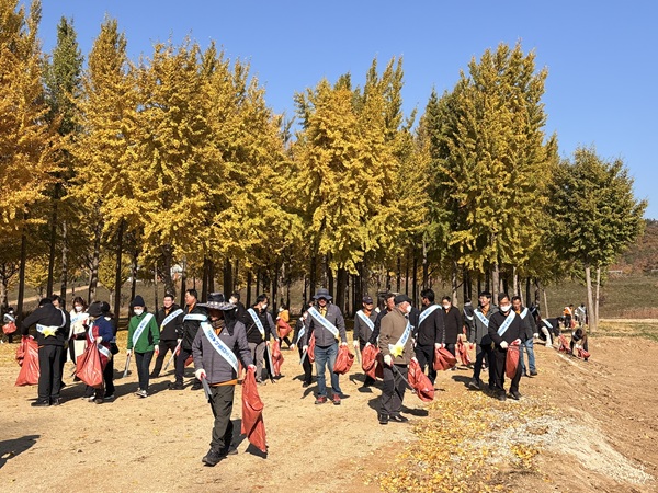 다산면 은행나무숲 환경정화캠페인 참가자들 /사진제공=고령군